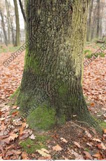 tree bark mossy 0017